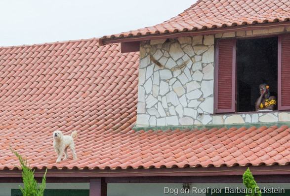  - Dog-on-Roof-por-Barbara-Eckstein